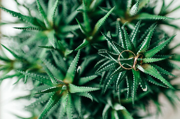 Aloe vera with two wedding gold rings