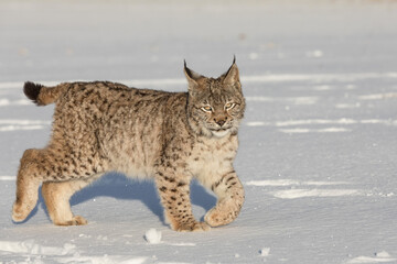 Eurasian lynx, a cub of a wild cat in the snow. Beautiful young lynx in the wild winter nature. Cute baby lynx walks on a meadow in winter, cold conditions.