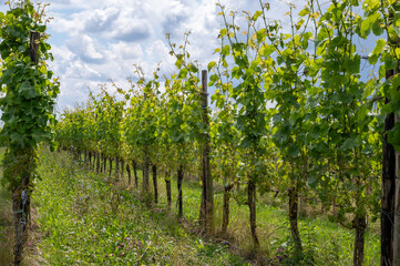 Fototapeta na wymiar Summertime on Dutch vineyard, young green grapes hanging and ripening on grape plants