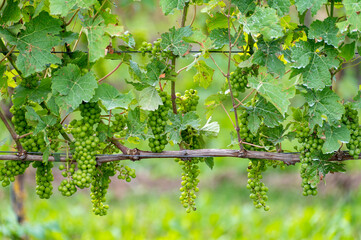 Summertime on Dutch vineyard, young green grapes hanging and ripening on grape plants