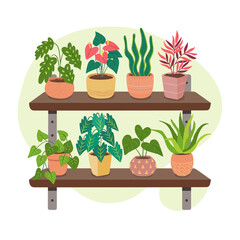 Collection of houseplants on shelves. Indoor decoration concept. Beautiful green plants, succulents, and cactus.