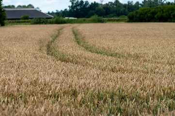 Dutch countryside landscape in summer with ripe wheat field Betuwe, Gelderland
