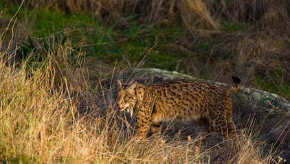 LINCE IBÉRICO- IBERIAN LYNX (Lynx pardinus) salvaje fotografiado en el Parque Natural Sierra de Andújar, Jaen, Andalucía, España