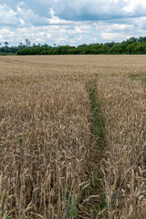 Dutch countryside landscape in summer with ripe wheat field Betuwe, Gelderland