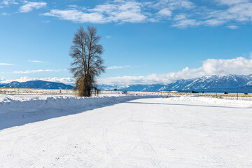 Lonely Tree in Winter Landscape in the Grand Teton National Park, Wyoming 