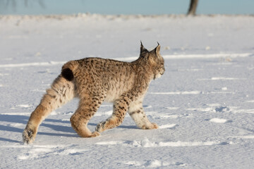 Eurasian lynx, a cub of a wild cat in the snow. Beautiful young lynx in the wild winter nature. Cute baby lynx walks on a meadow in winter, cold conditions.