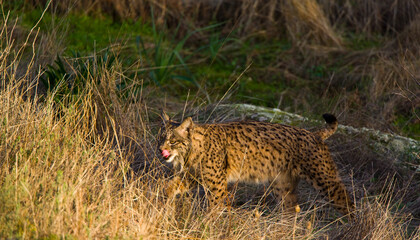 LINCE IBÉRICO (Lynx pardinus) salvaje fotografiado en el Parque Natural Sierra de Andújar, Jaen, Andalucía, España