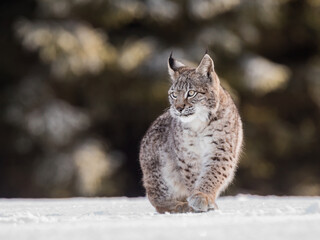 Eurasian lynx, a cub of a wild cat in the snow. Beautiful young lynx in the wild winter nature. Cute baby lynx walks on a meadow in winter, cold conditions.
