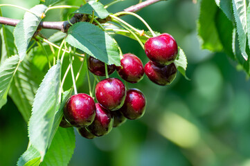 Big dark ripe cherries on cherry trees plantation in Netherland