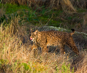 LINCE IBÉRICO (Lynx pardinus) salvaje fotografiado en el Parque Natural Sierra de Andújar, Jaen, Andalucía, España