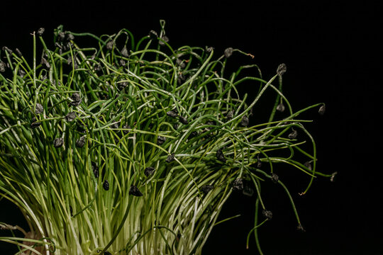 Still life with bunch of fresh green mustard sprouts growing in pot placed on wooden table in dark studio with black background