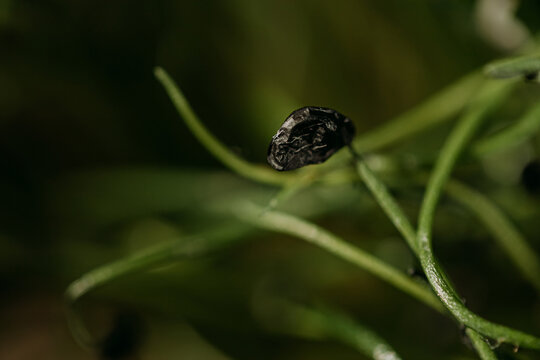 Closeup of small black seed on fresh green garlic sprouts for natural background