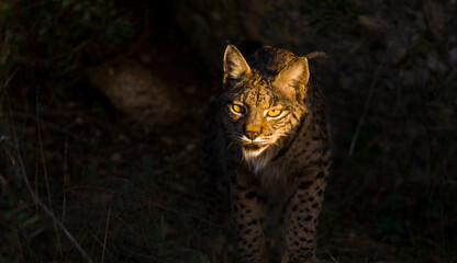 LINCE IBÉRICO (Lynx pardinus) salvaje fotografiado en el Parque Natural Sierra de Andújar, Jaen, Andalucía, España