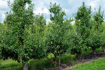 Fototapeta na wymiar Green organic orchards with rows of conference pear trees with ripening fruits in summer