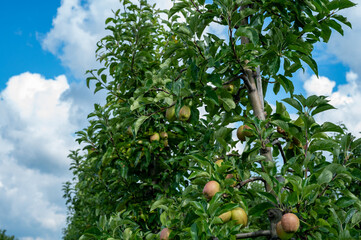 Green organic orchards with rows of apple trees with ripening fruits in summer