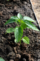 Pepper seedlings. The bell pepper shrub grows in a greenhouse on a ridge. Growing vegetables in a greenhouse.