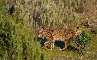 LINCE IBÉRICO- IBERIAN LYNX (Lynx pardinus) salvaje fotografiado en el Parque Natural Sierra de Andújar, Jaen, Andalucía, España