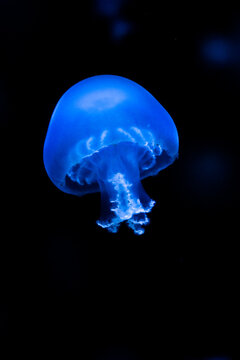 Many bioluminescent jellyfish illuminated by blue light floating in dark water deep in ocean