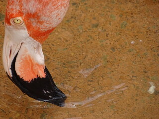 pink flamingo bird eating