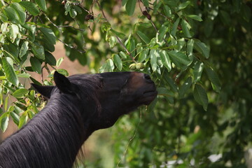 Pferd frisst Blätter am Walnuss Baum	
