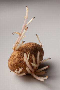 Old sprouted potato with curvy roots placed on wooden table against white background