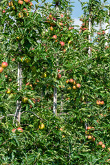 Green organic orchards with rows of apple trees with ripening fruits in summer