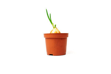 Obraz premium Onion with fresh sprouts growing in a flower pot isolated on white background.