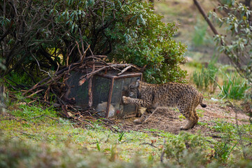 LINCE IB&Eacute;RICO -  IBERIAN LYNX (Lynx pardinus), capturando un conejo en un cercado de alimentaci&oacute;n suplementaria, Parque Natural Sierra de And&uacute;jar, Jaen, Andaluc&iacute;a, Espa&ntilde;a