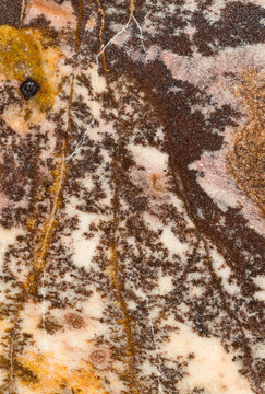 Macro photograph of a slab of polished Outback jasper from Western Australia. Jasper is a form of chalcedony.