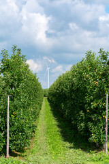 Green organic orchards with rows of apple trees with ripening fruits in summer