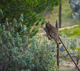 LINCE IBÉRICO -  IBERIAN LYNX (Lynx pardinus), capturando un conejo en un cercado de alimentación suplementaria, Parque Natural Sierra de Andújar, Jaen, Andalucía, España