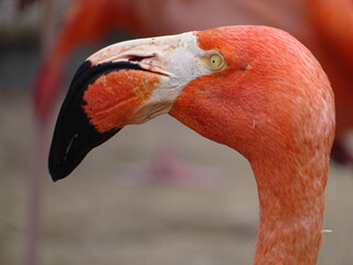 side close up of flamingo