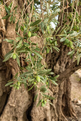 Close-up of the olive tree branch with green olives and leaves