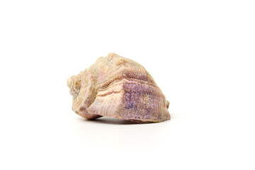 Side view of a Rapana Seashell isolated on a white background.