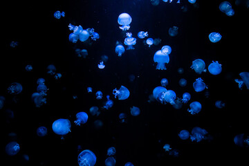 Many bioluminescent jellyfish illuminated by blue light floating in dark water deep in ocean