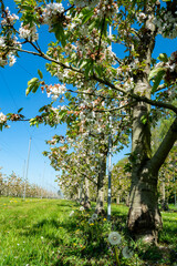 Fototapeta premium Rows with sour cherry kriek trees with white blossom in springtime in farm orchards, Betuwe, Netherlands
