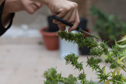 A woman cutting marijuana plants with black scissors on the terrace at home.