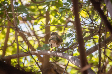 Bird on a tree