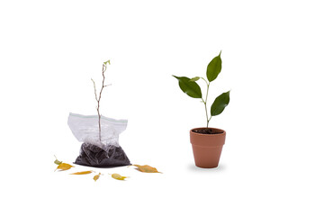 A dry plant in plastic and a green sprout in a clay pot. Environmental problems.