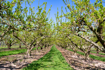 Rows with plum trees with white blossom in springtime in farm orchards, Betuwe, Netherlands