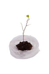 Dry plant in plastic. Environmental problems.