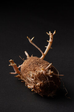 Old sprouted potato with curvy roots placed on wooden table against black background