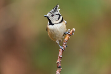Selective focus of Crested tit (Lophophanes cristatus) perched on a branch against an out of focus autumn background. Spain