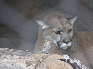 cougar