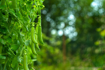 Green pea pods on a bush in the garden, a place for text