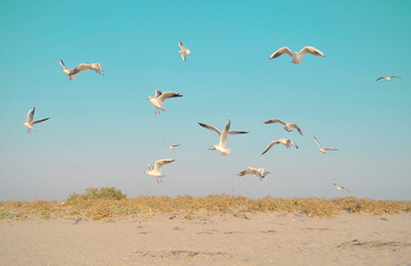 Seagulls on the beach.