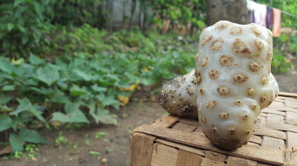 Noni fruits in basket