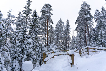 white trail in the forest where a lot of snow has fallen on the trees and where there are wooden stairs and trails