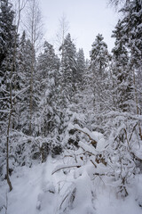 white trail in the forest where a lot of snow has fallen on the trees