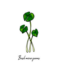 Hand drawn basil micro greens. Vector illustration in colored sketch style isolated on white background